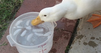 Foods That Ducks Eat