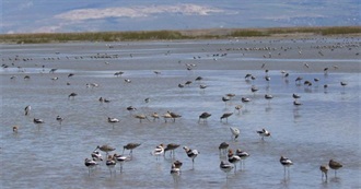 Birding Hotspots: Nevada and Utah