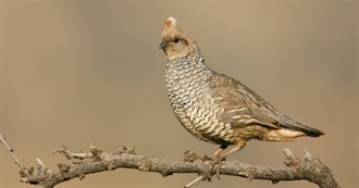 New Mexico&#39;s Special Birds