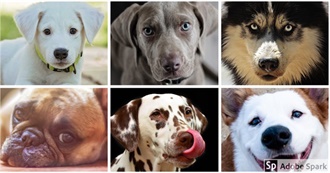 26 Favorite Dogs