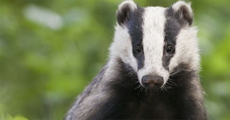 &#39;B&#39; Is for Badger