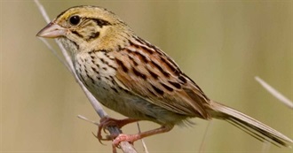 Indiana&#39;s Special Birds