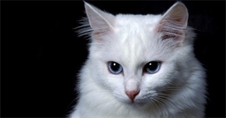 Cat Breed