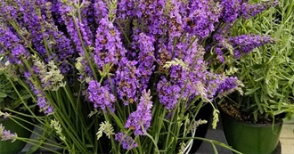 Some Edible Flowers