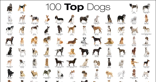 list of dog breeds with pictures
