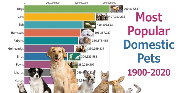 Popular Pets